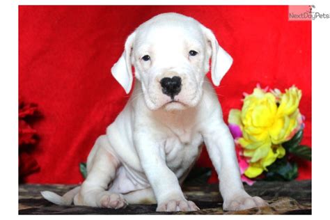 Dogo Argentino puppy for sale near Lancaster, Pennsylvania. | 8194d5ef-8ce1