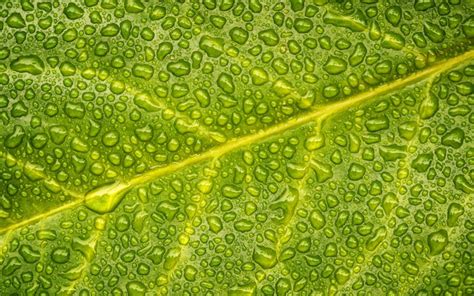 Download wallpapers green leaf, water droplets, wet leaf, leaf texture ...