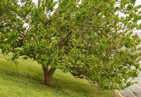 title-mulberry-tree-identification | Encyclopedia Of Herbology