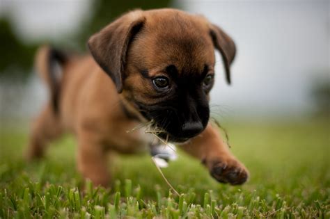 Fonds d'ecran Chien Chiot Boxer (chien) Animaux télécharger photo