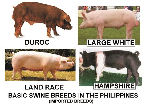 SIMPLY BUSINESS: SMALL SCALE HOG RAISING: STILL POPULAR AMONG ILONGGO ...