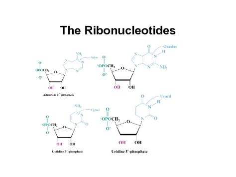 Chapter 28 Biomolecules Heterocycles and Nucleic Acids Based