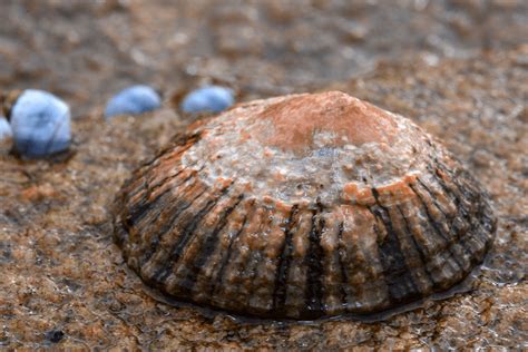 Limpet l Unbelievably Powerful Grip - Our Breathing Planet