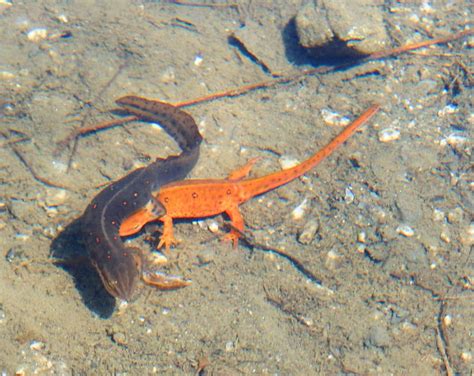 Eastern newts (mating) | Project Noah