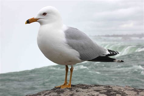 Seagull