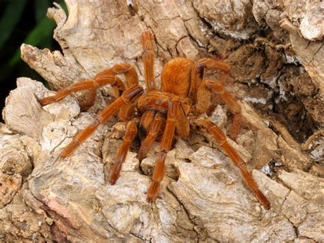 Goliath Birdeater Tarantula - Everything Reptiles