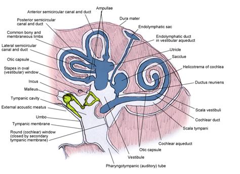 The anatomy of the ear | blogger uni doctors