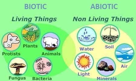 Komponen Ekosistem (Biotik dan Abiotik) Beserta Jenis dan Contohnya