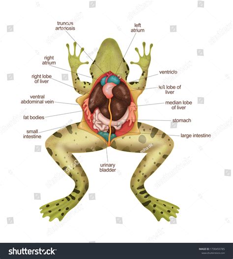 Ilustrasi Stok Frog Anatomy Frog Diagram Frog Dissection 1730459785 ...