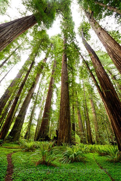 jedediah smith redwoods | Tahoe Light Photography