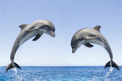 Dolphins communicate like humans see how | moonlightforall.com