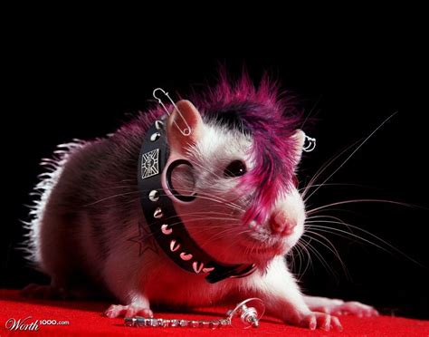 Punk Rock Rat | Фотографии животных, Смешные фотографии животных, Милые ...