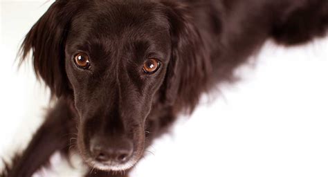 77+ Border Collie Cocker Spaniel Mix Lifespan - l2sanpiero