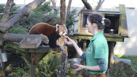 Coronavirus: Paradise Park staff self-isolate with animals - BBC News