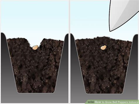 3 Ways to Grow Bell Peppers Indoors - wikiHow