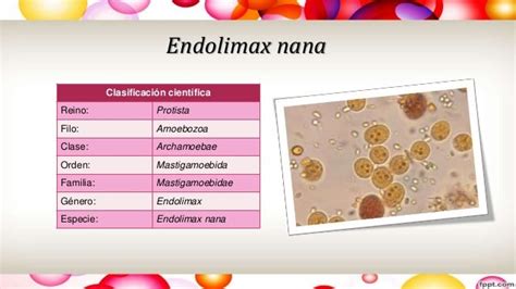 Endolimax nana