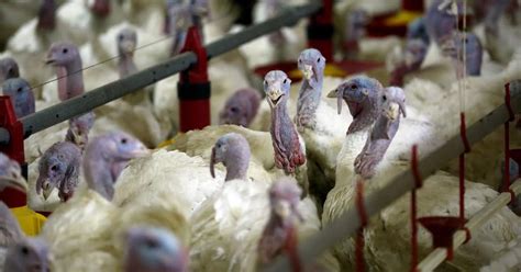 How Are Turkeys Farmed?