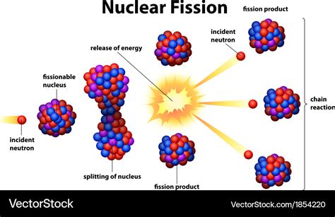 Nuclear fission Royalty Free Vector Image - VectorStock