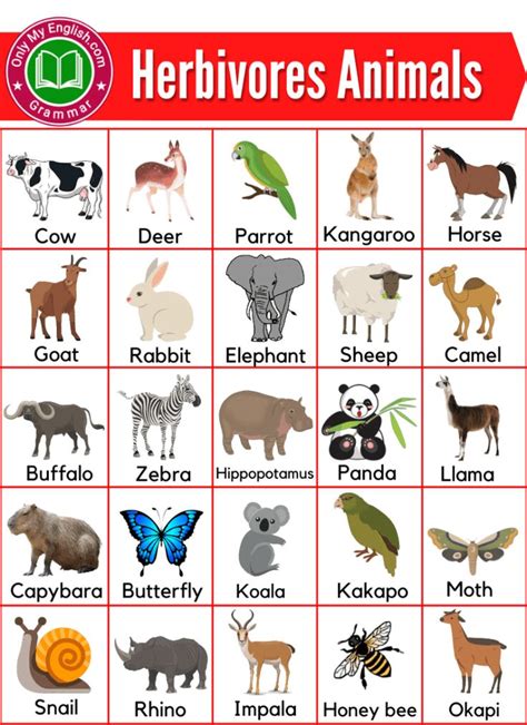 Herbivores Animals Name List with Pictures | Animals name list, Animal ...