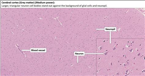 Cerebral Cortex Histology Labeled