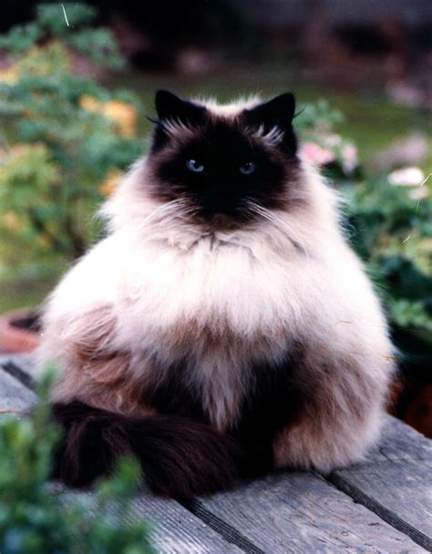 The Original Himalayan Cat FAQs