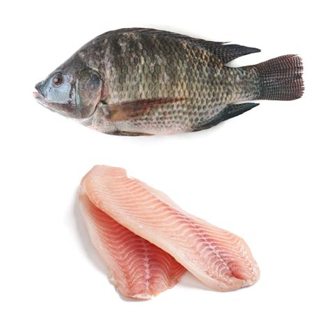 Frozen Tilapia – Hilo Fish Co.