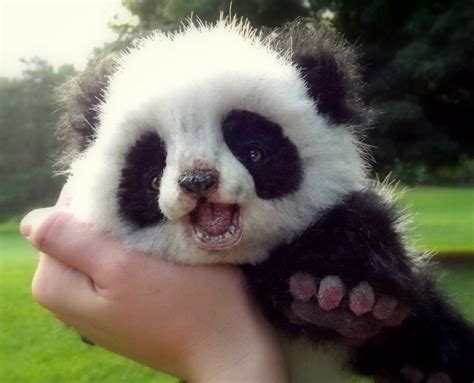 Just Cute AF Pictures Of Panda Babies That Make Sure You Don’t Get Any ...