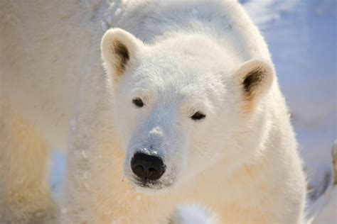 Blizzard the polar bear dies at Winnipeg's Assiniboine Park Zoo | CBC News