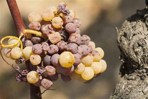 What is Noble Rot? (Mystery Behind Dessert Wines)