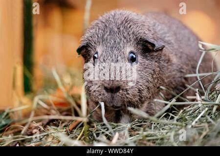 Small cute Agouti with brown fur sitting on pathway in wild nature on ...