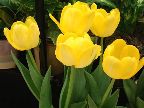 Yellow Tulips |Rose Wallpapers