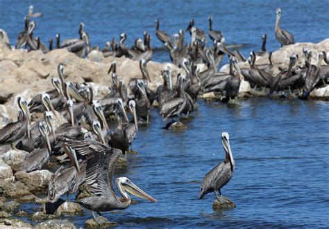 Salton Sea wildlife disappears: Photos by Desert Sun's Jay Calderon