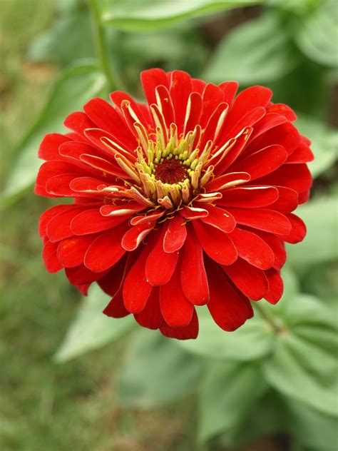 Free photo: Red Beautiful Flower - Artistic, Petal, Hibiscus - Free ...