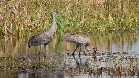 Sandhill Crane Habitat