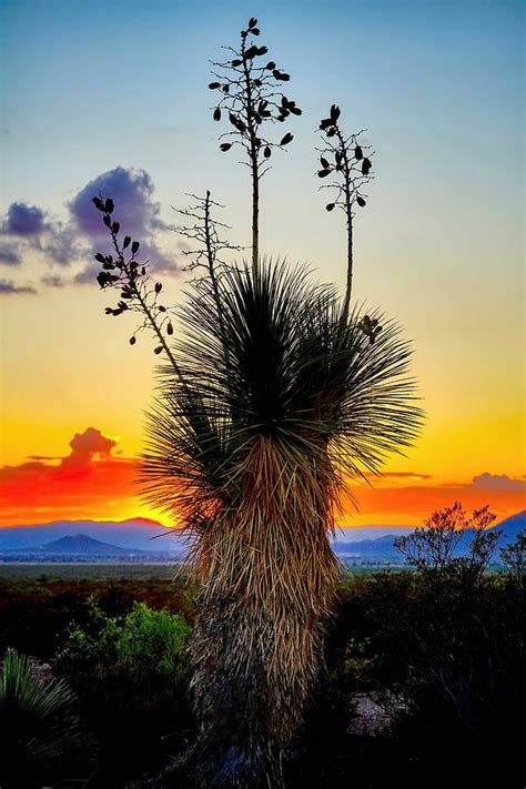 Organ Mountains Sunset Photograph by David Stevenson - Fine Art America