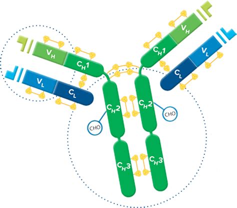 Fab Fragment Secondary Antibodies - Jackson ImmunoResearch