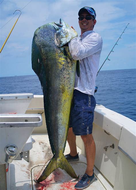 How to Catch Dorado (Mahi-mahi) - Tips for Fishing for Dorado (mahi ...