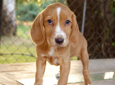 Beagle Cocker Spaniel Mix Puppies