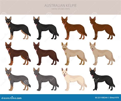 Australian Kelpie All Colours Clipart. Different Coat Colors and Poses ...