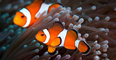 Interesting Facts about our Nemo Clownfish We Never Knew!