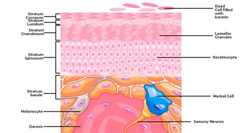 Difference Between Keratinized and Non-Keratinized Epithelium ...