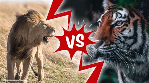 Lion Vs Tiger Fight