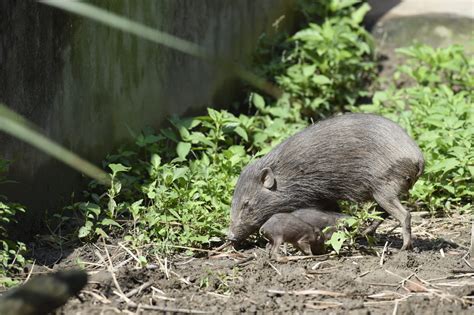 Pygmy hog conservation program – Fundacja Zoo Wrocław DODO