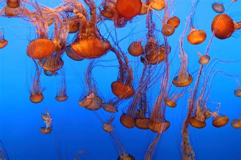 Jelly | Live cam | Monterey Bay Aquarium