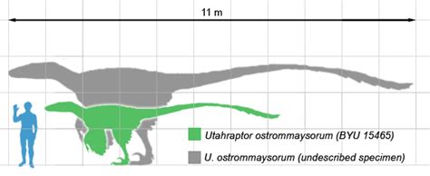 Utahraptor Size Comparison