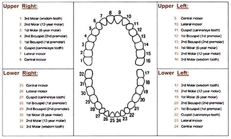 dental tooth numbering practice chart | Dental Assisting | Pinterest ...