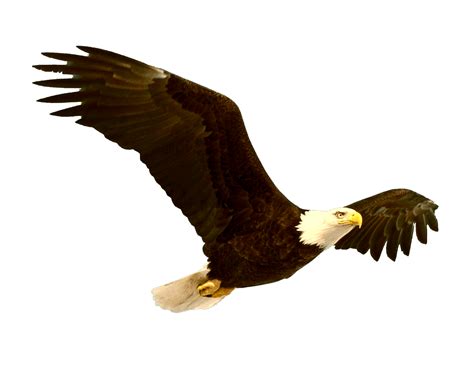 Eagle PNG Transparent Images