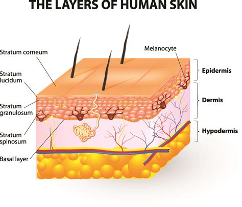 How Vesiderm Yolk Lecithin Liposomes gives you healthy skin? - Vesiderm