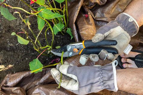 How to Prune a Poinsettia