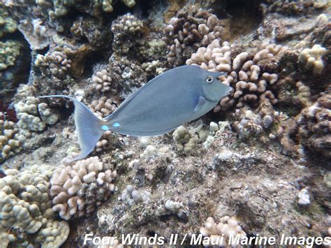 Hawaii's Trumpet Fish & Unicorn Fish - Four Winds Maui Snorkeling ...